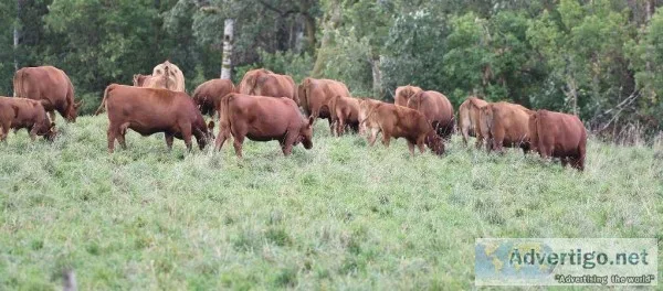 Gelbvieh Cattle