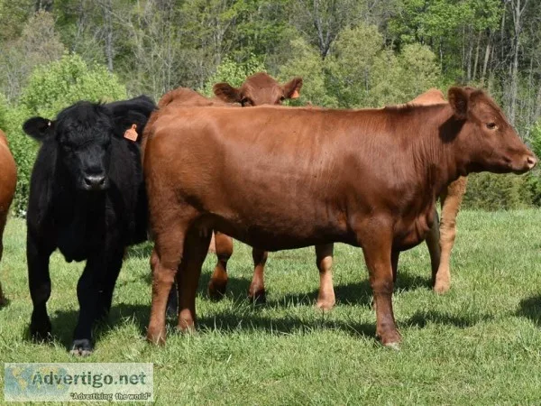 Open and Bred Balancer heifers