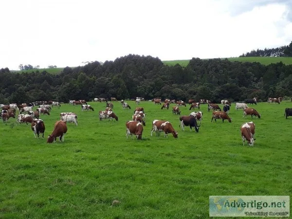 Pregnant Ayrshire Fresh Cows and Open Heifers
