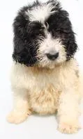 Carver Male Newfypoo