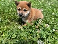 Kisha Female AKC Shiba Inu
