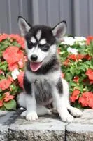 Norma Female Mini Pomsky