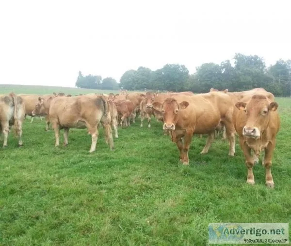 Limousin Open and Bred Cows
