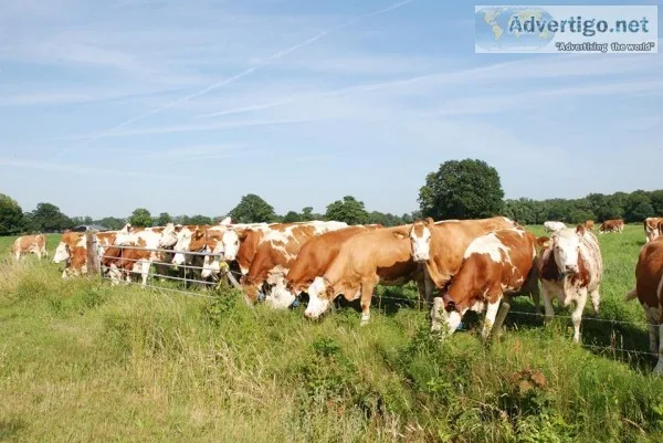 Bred Simmental and Open Heifers