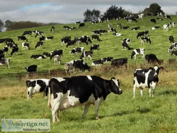 Bred and Open Holstein heifers.