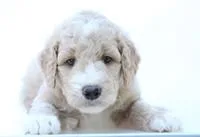 Michelle Female F1b Goldendoodle