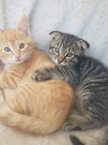 Scottish fold and straight kittens