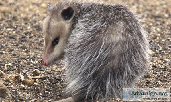 Dead Rat Removal Specialists.