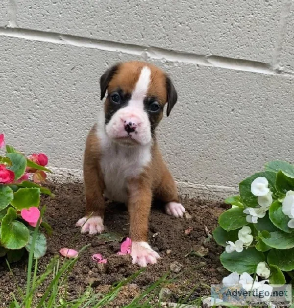 Austin Male Boxer