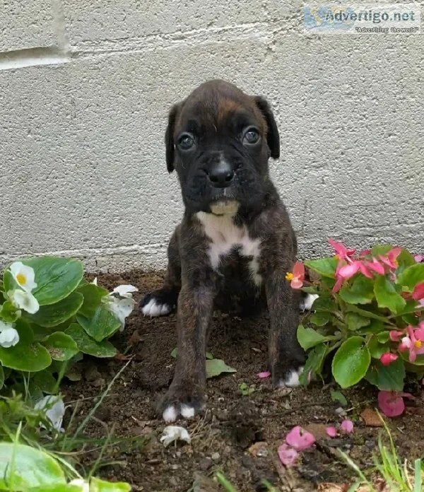 Charity Female Boxer