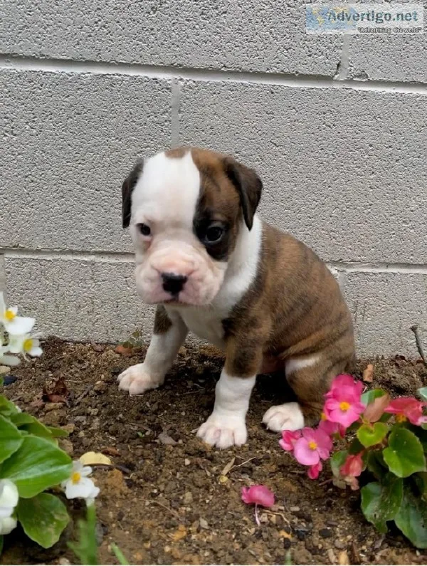 Micah Male Boxer
