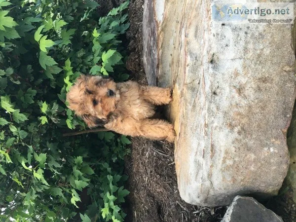 Buster Male Cavapoo