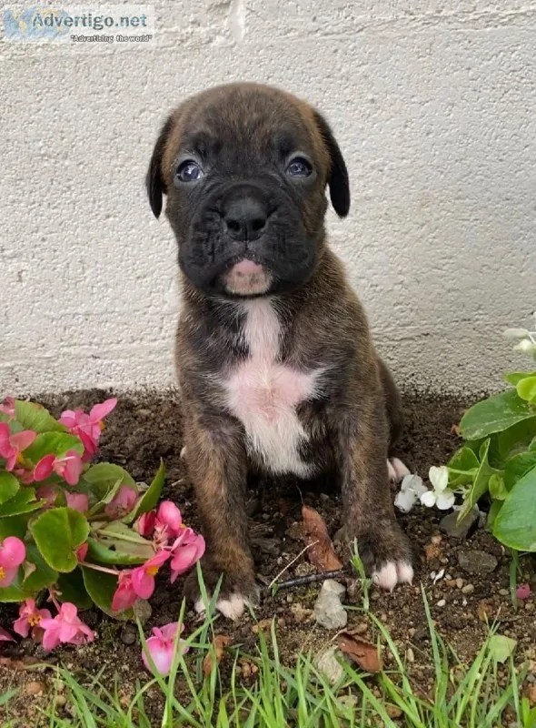 Jennifer Female Boxer