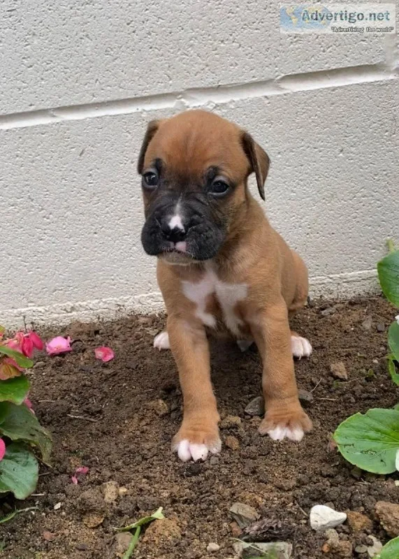 Denver Male Boxer