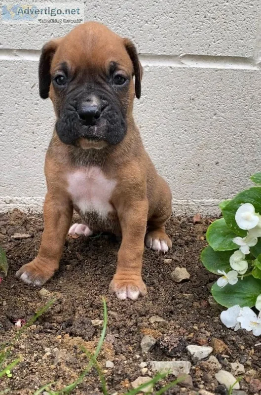 Omar Male Boxer