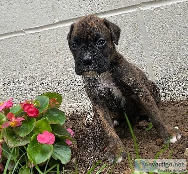 Ranger Male Boxer