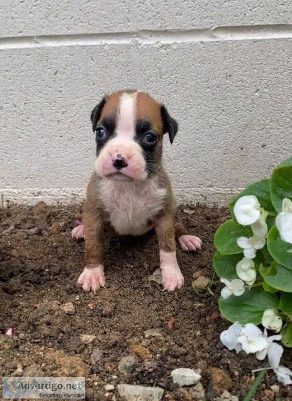 Olivia Female Boxer