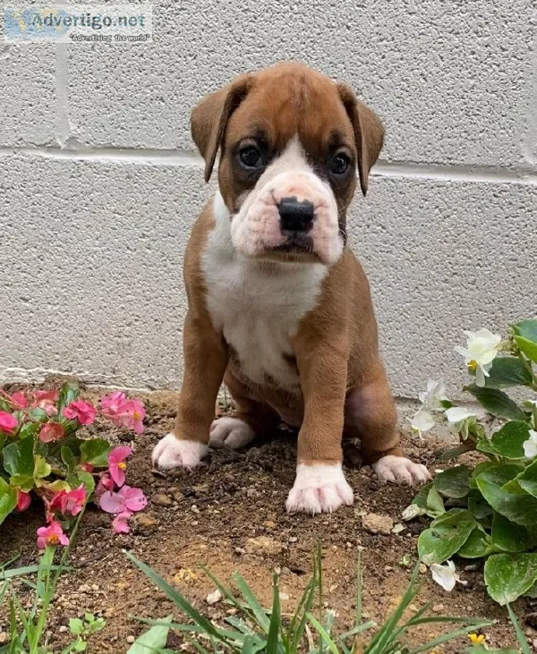 Kelsey Female Boxer