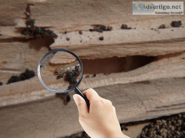 Termite inspection