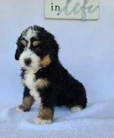 Buddy Male Bernedoodle