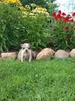Angel Female AKC Boston Terrier