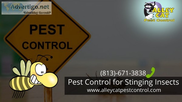 Pest Control for Stinging Insects Best Pest Control Tampa Florid