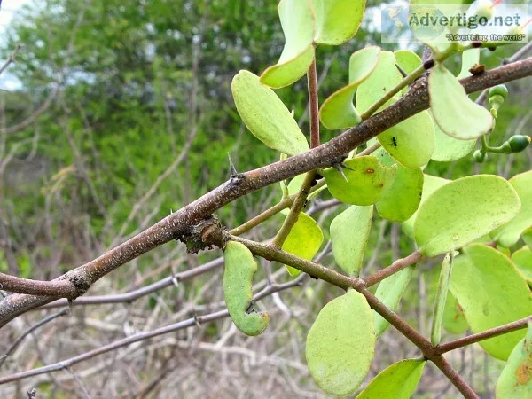 Información sobre plantas
