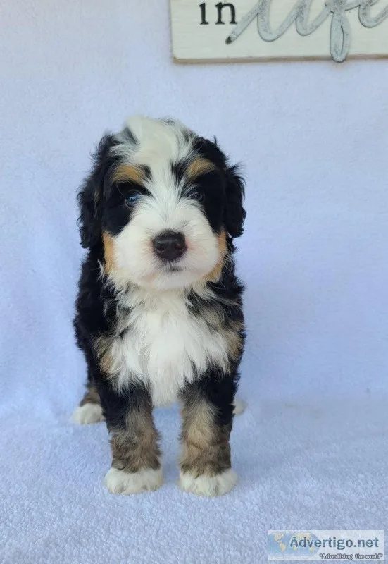Aj Male Bernedoodle