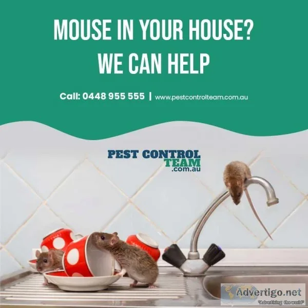 Mouse In Your House We Can Help