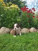 Oscar Male AKC Boston Terrier