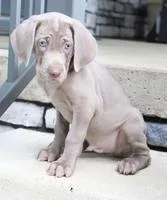 Montana Male AKC Weimaraner