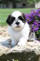 Duke Male Shih Tzu