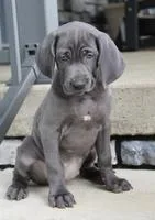 Athena Female AKC Weimaraner