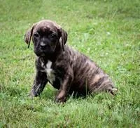 Misty Female Presa Conari Boerboel Mix