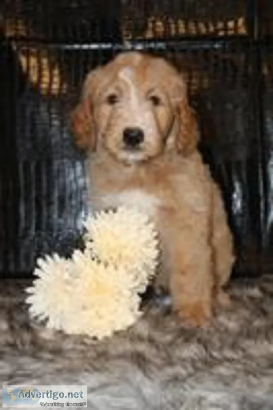 Allen Male F1b Goldendoodle