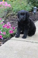 Betty Female Rottiepoo