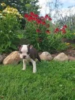 Betzie Female AKC Boston Terrier