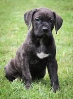 Lady Female Presa Conari Boerboel Mix