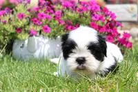 Buster Male Shih Tzu
