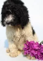 Rosie Female Newfypoo