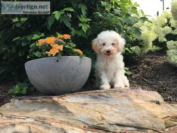 Bobbie female Mini Poodle