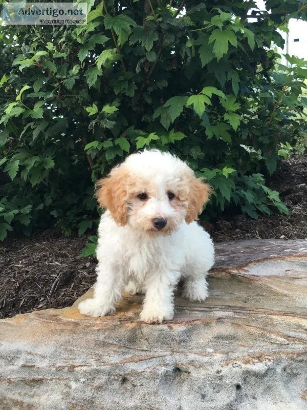 Ricky Male Mini Poodle