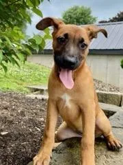 Penny Female German Shepard Boxer Mix