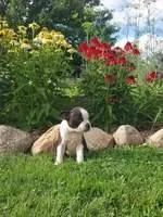 Liam Male AKC Boston Terrier