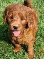 Clifford Male Goldendoodle