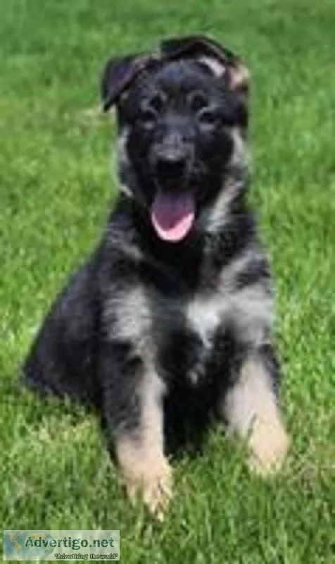 Raven Female AKC German Shepherd
