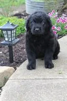 Bart Male Rottiepoo