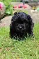 Adam Male Shih Tzu