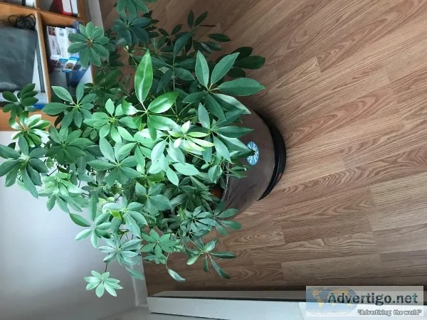 plant