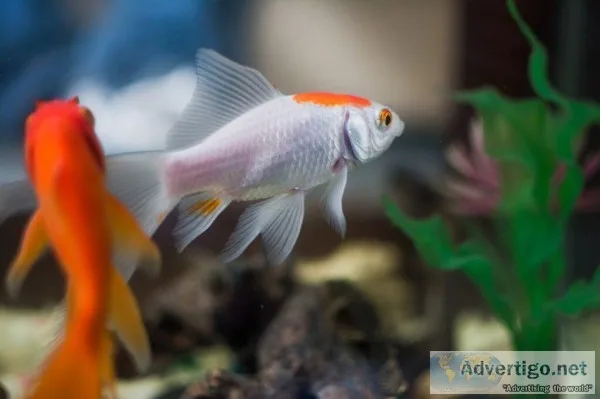 Here is the way how to clean a fish tank.